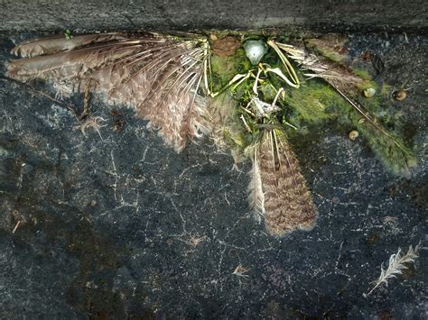 夢到很多鳥死掉|夢到鳥死